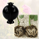 Aprenda a Clonar Plantas em Casa – Curso + Brinde Especial