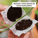 Aprenda a Clonar Plantas em Casa – Curso + Brinde Especial