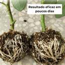 Aprenda a Clonar Plantas em Casa – Curso + Brinde Especial